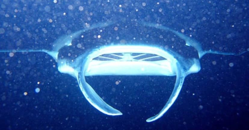 Night Manta Ray Tour | Departs Keauhou Bay