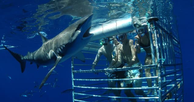 Shark Cage Diving
