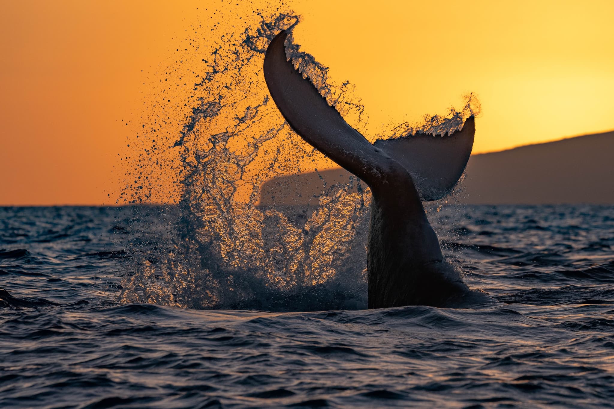 Sunset Dinner & Whale Watch (Dec - Apr)