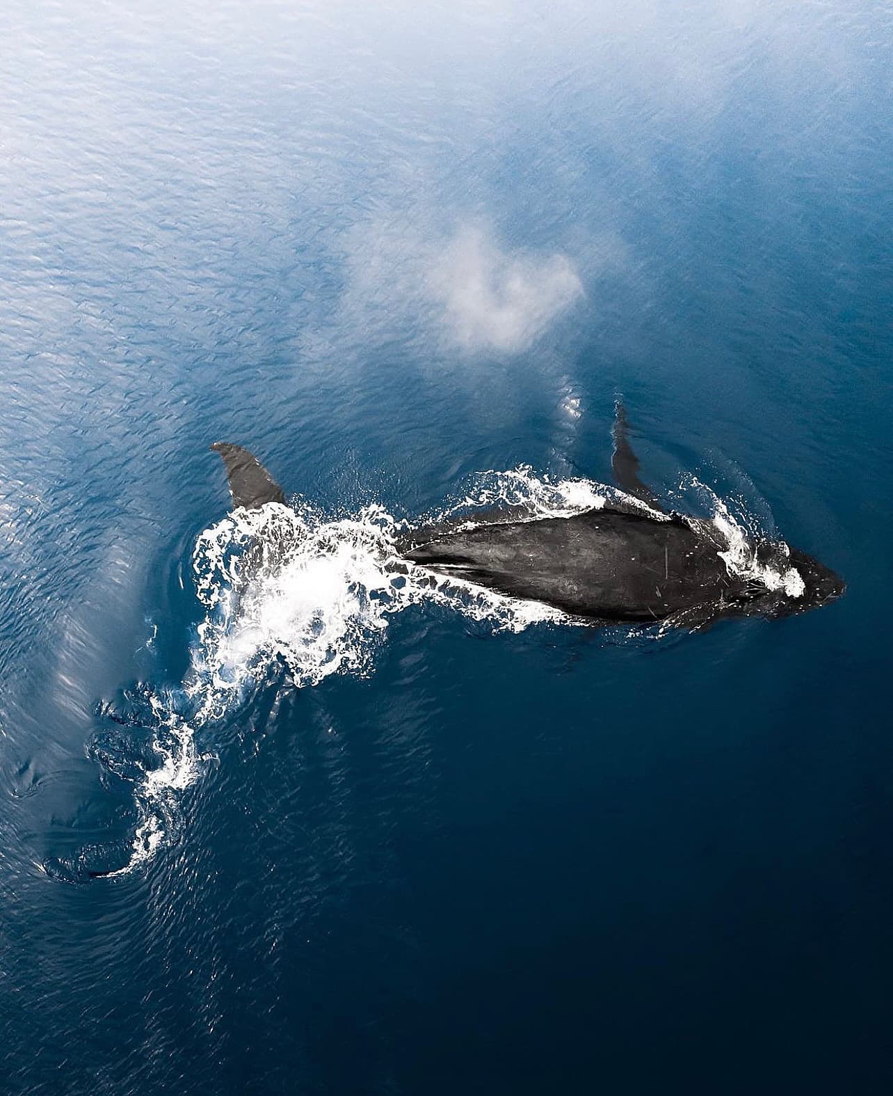 Public Whale Watch Eco Tour