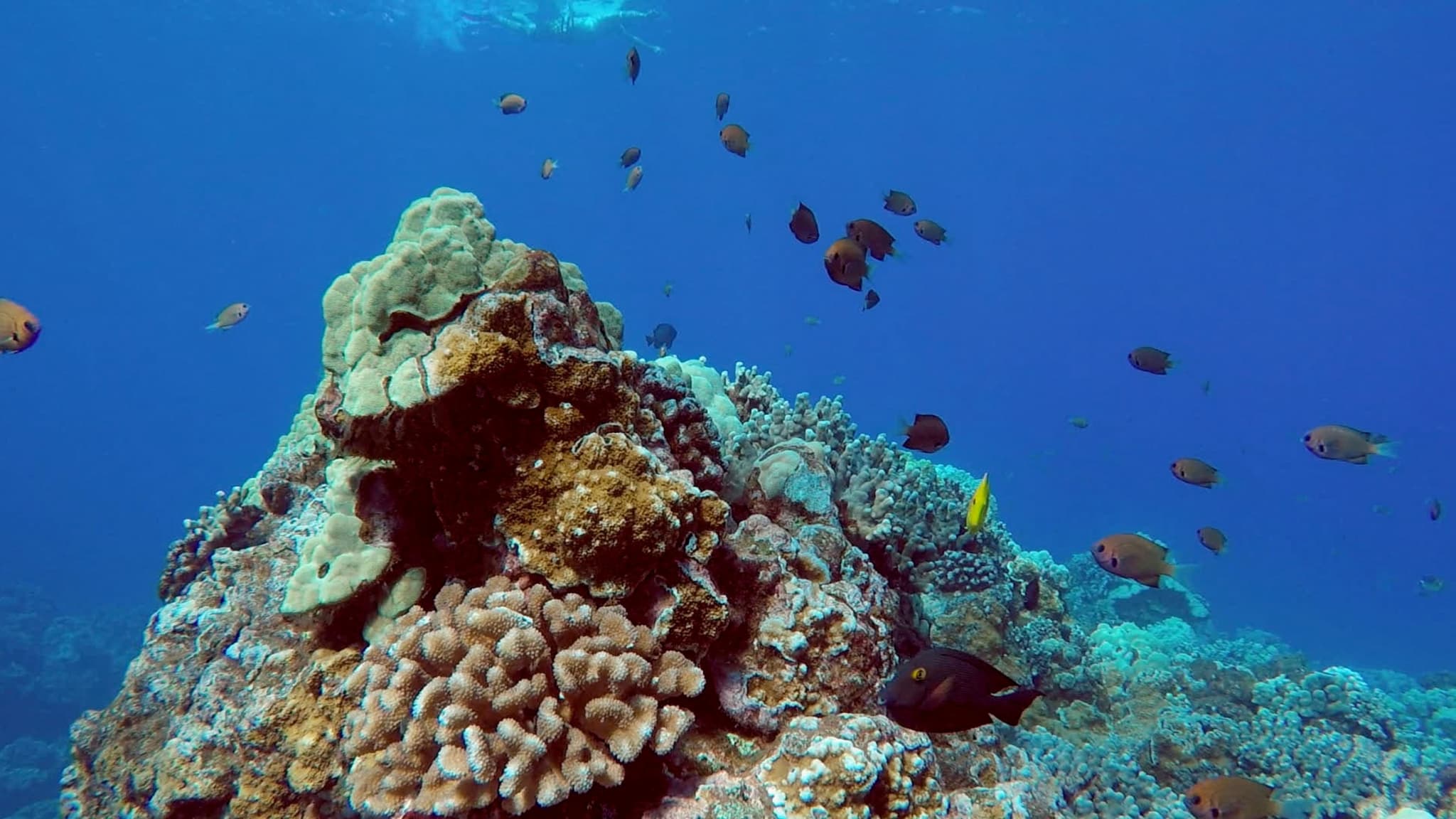 2n1 Semi-Private Eco-Raft 4 Hour Snorkel & Whale Watch