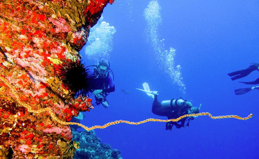 Dive Backwall Molokini