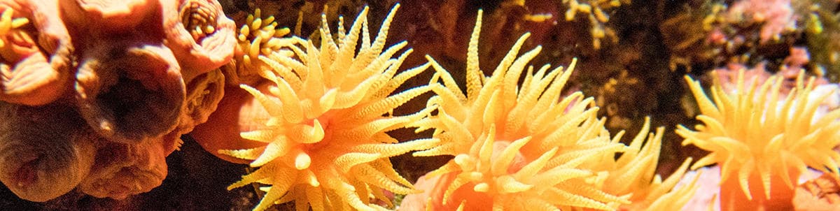 Dive Lanai Cathedrals