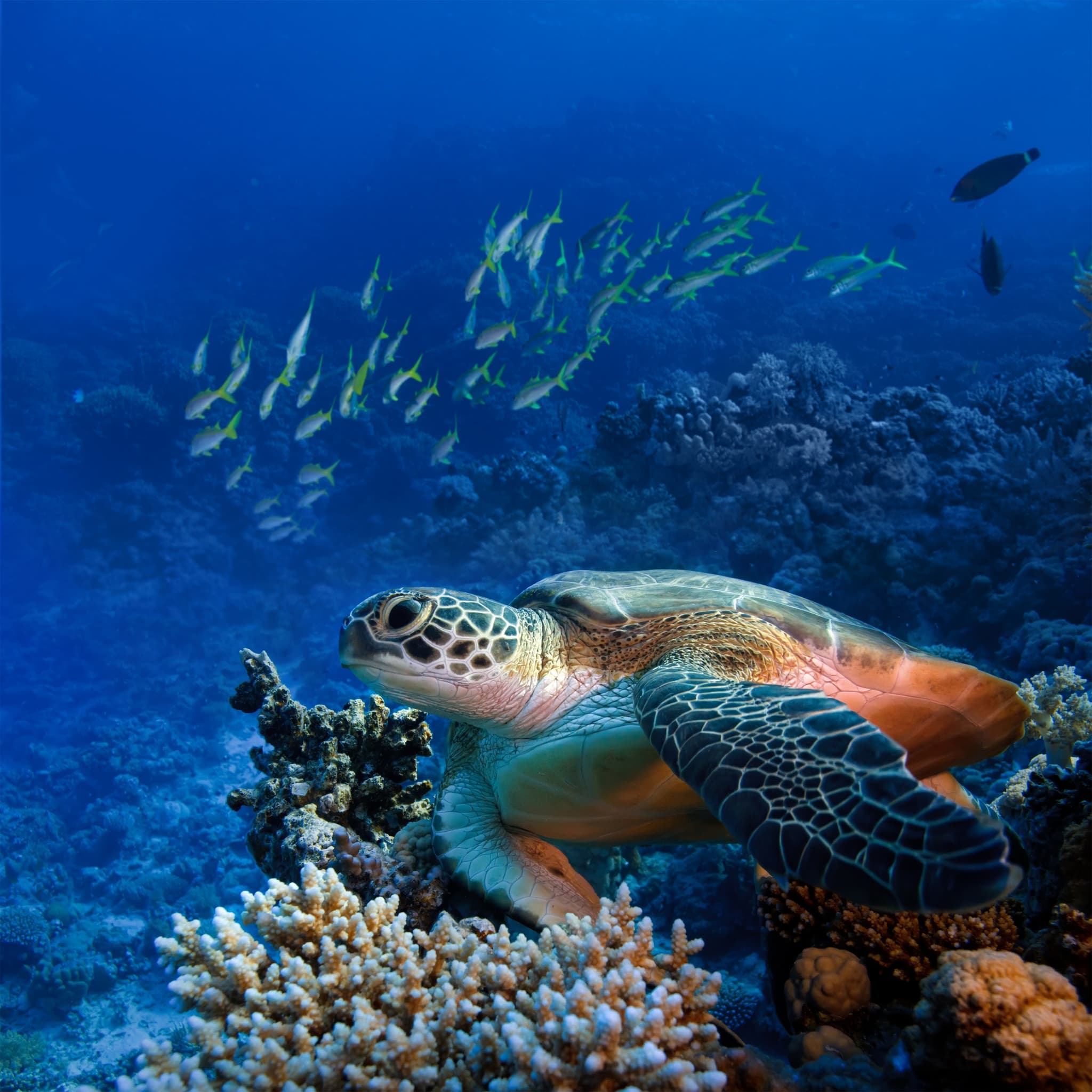 Sail & Sea Turtle Swim