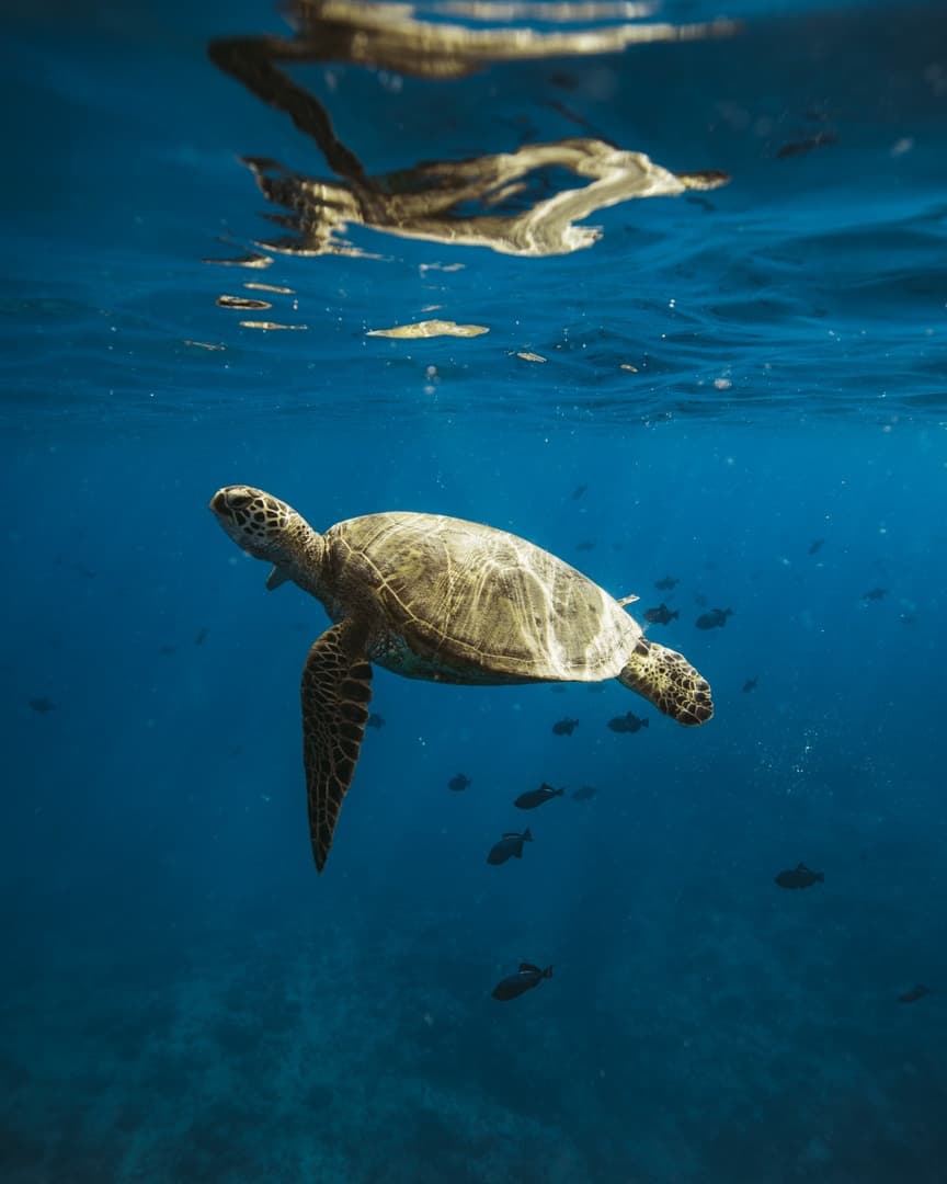 Private Catamaran Cruise & Snorkeling "Keanuenue"