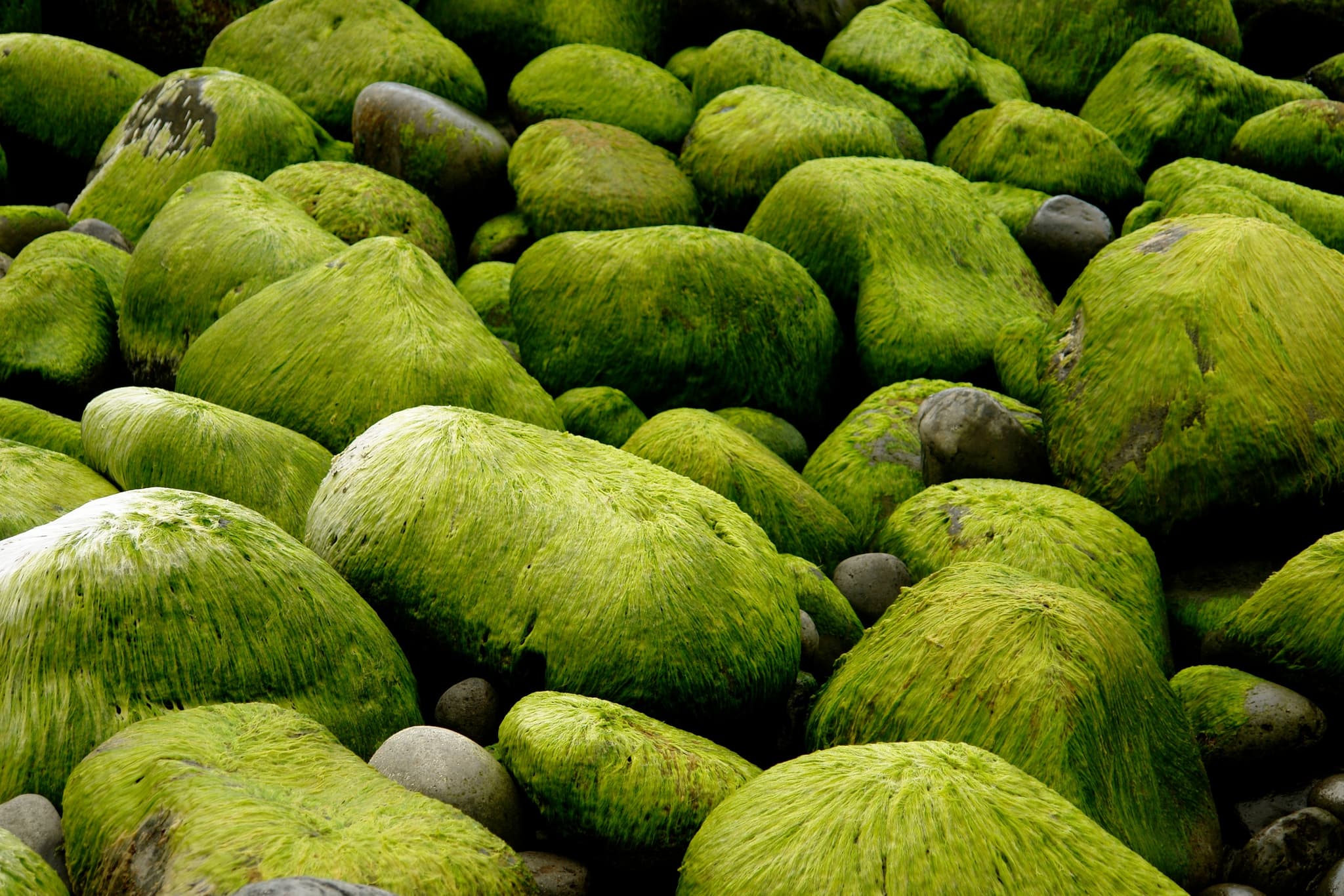 Rekiny - North Shore