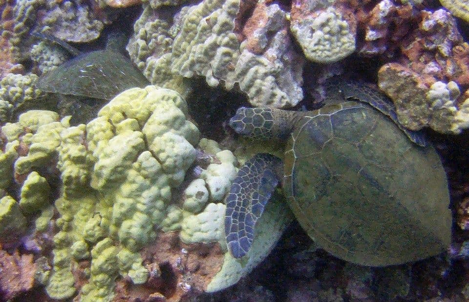 3 Day Dive Adventures on Kauai