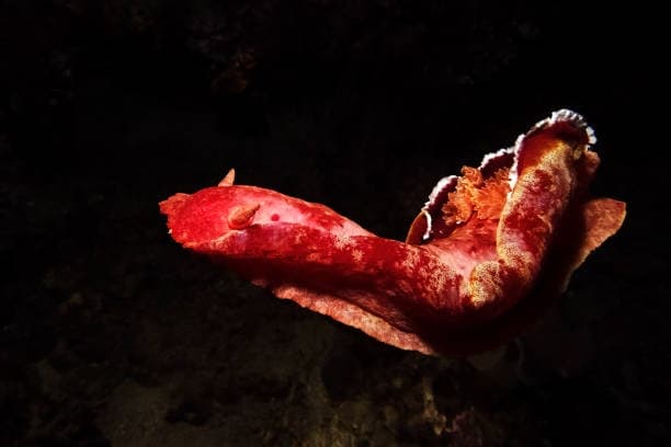 🦈🐬Epic's Aloha Night Dive🐚🦀