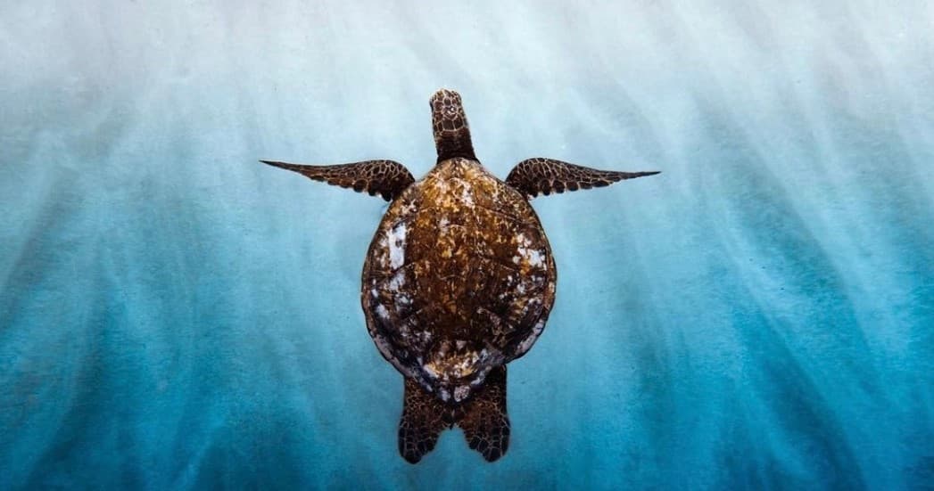 Reef Snorkel Eco Tour