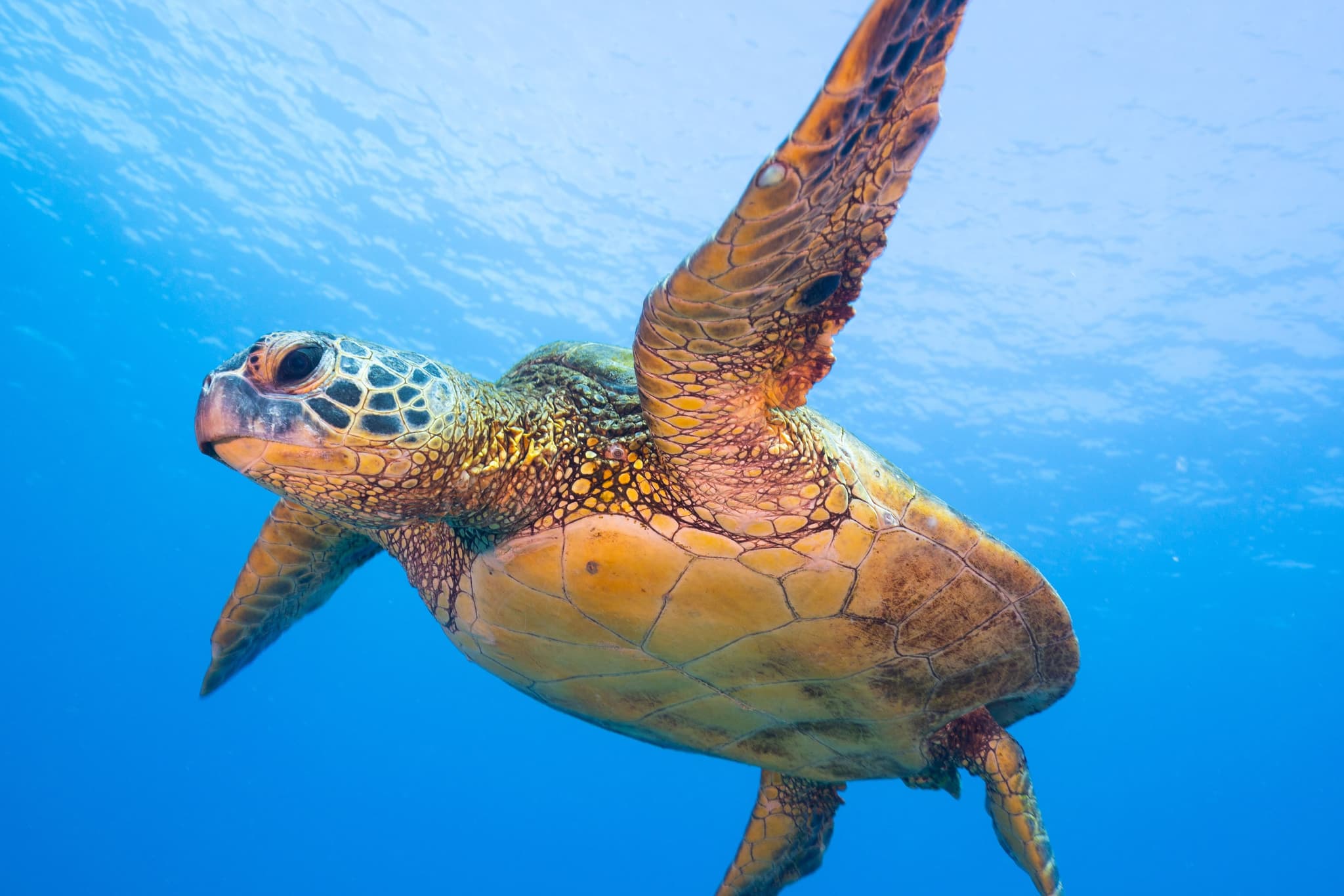 Molokini Snorkel Trip (FW)