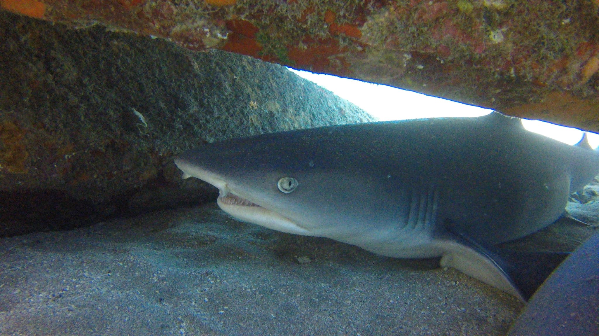 Shark-Turtle-Wreck-NIGHT Pkg