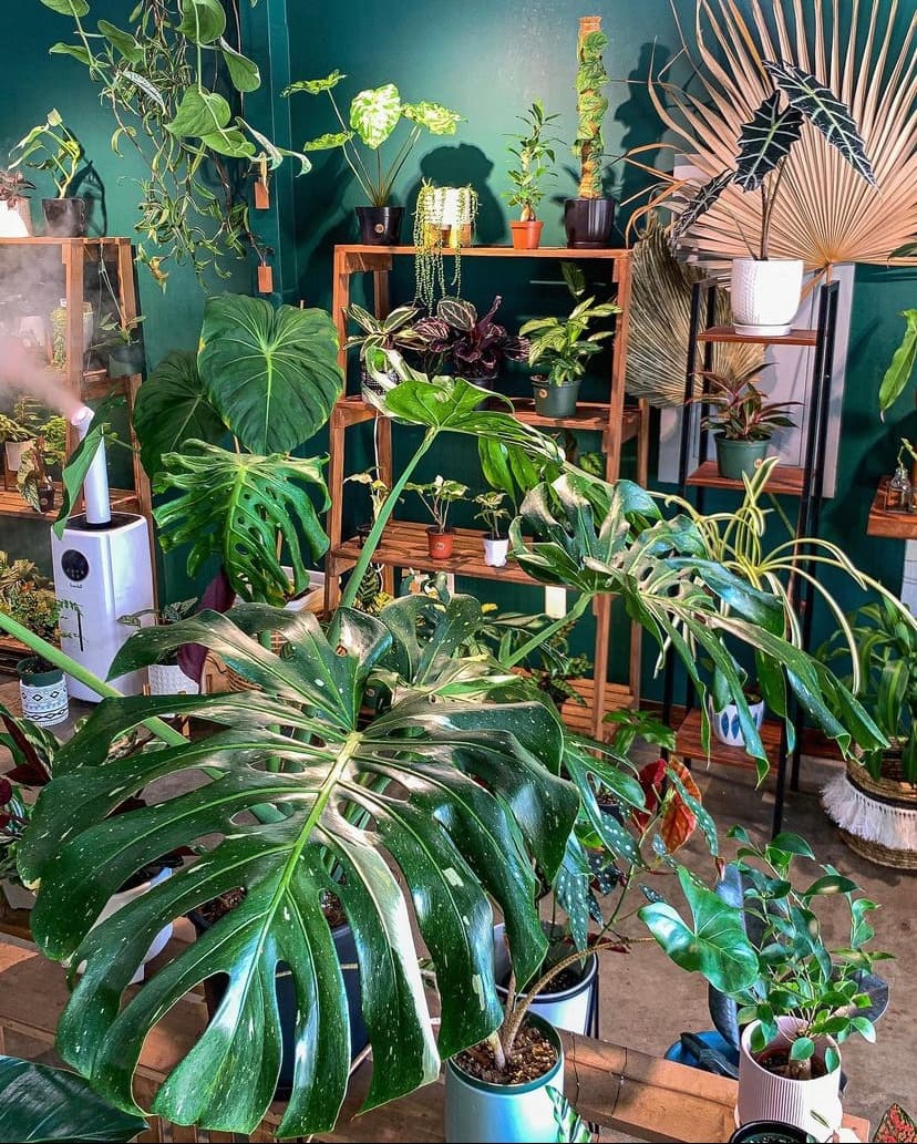 Jungle Yoga & Sound Bath at Plantoem