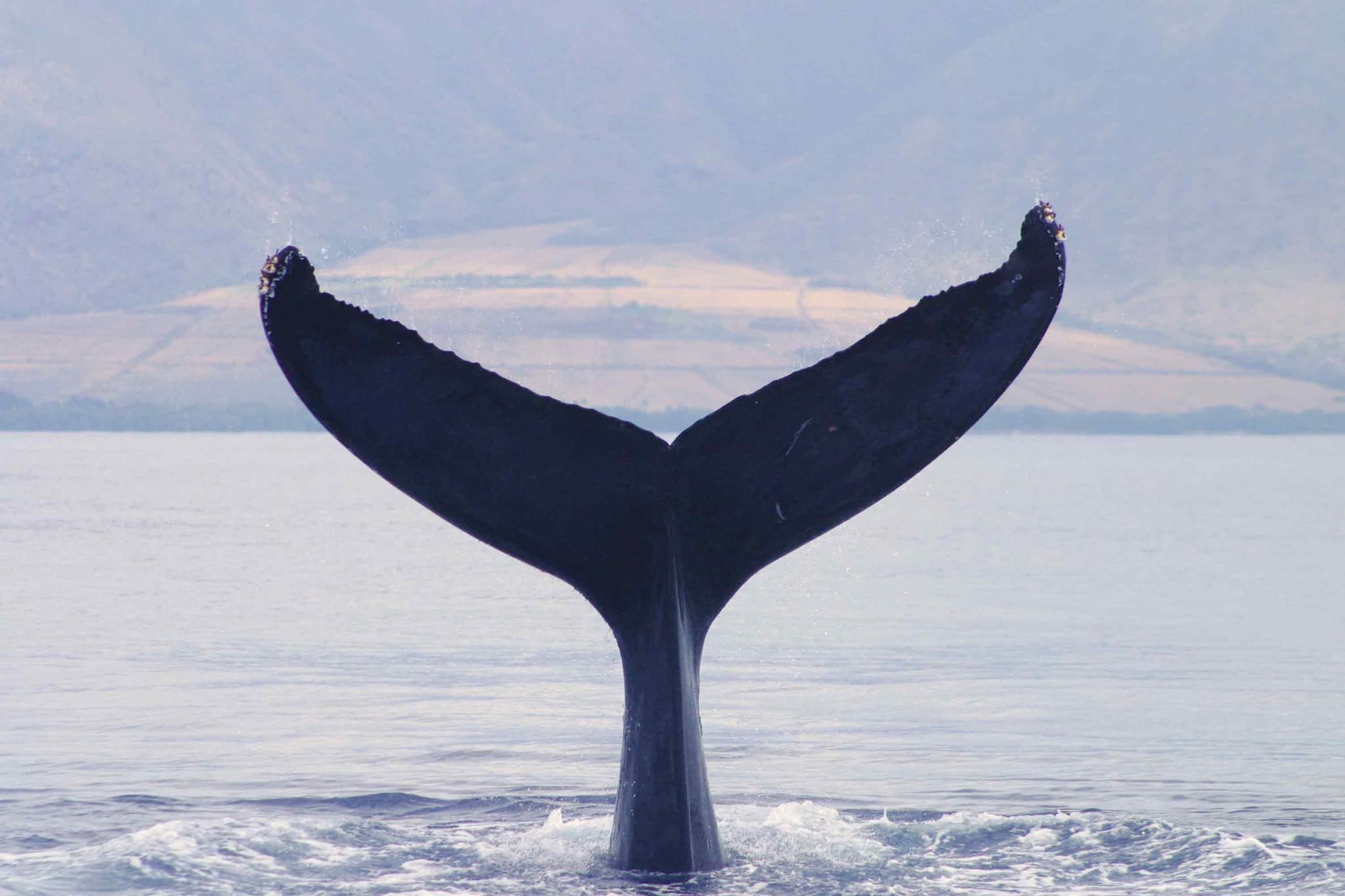 Premier Whale Watch *Private Charter*