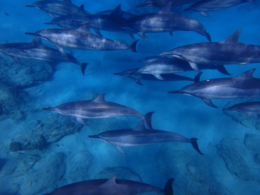 Wildlife in Depth - Private Charter