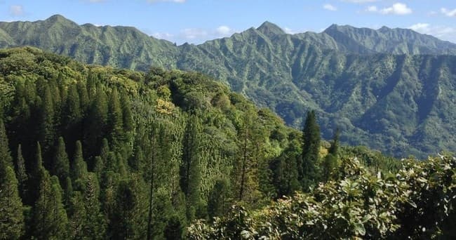 Hawaii Volcanic Rainforest Hike
