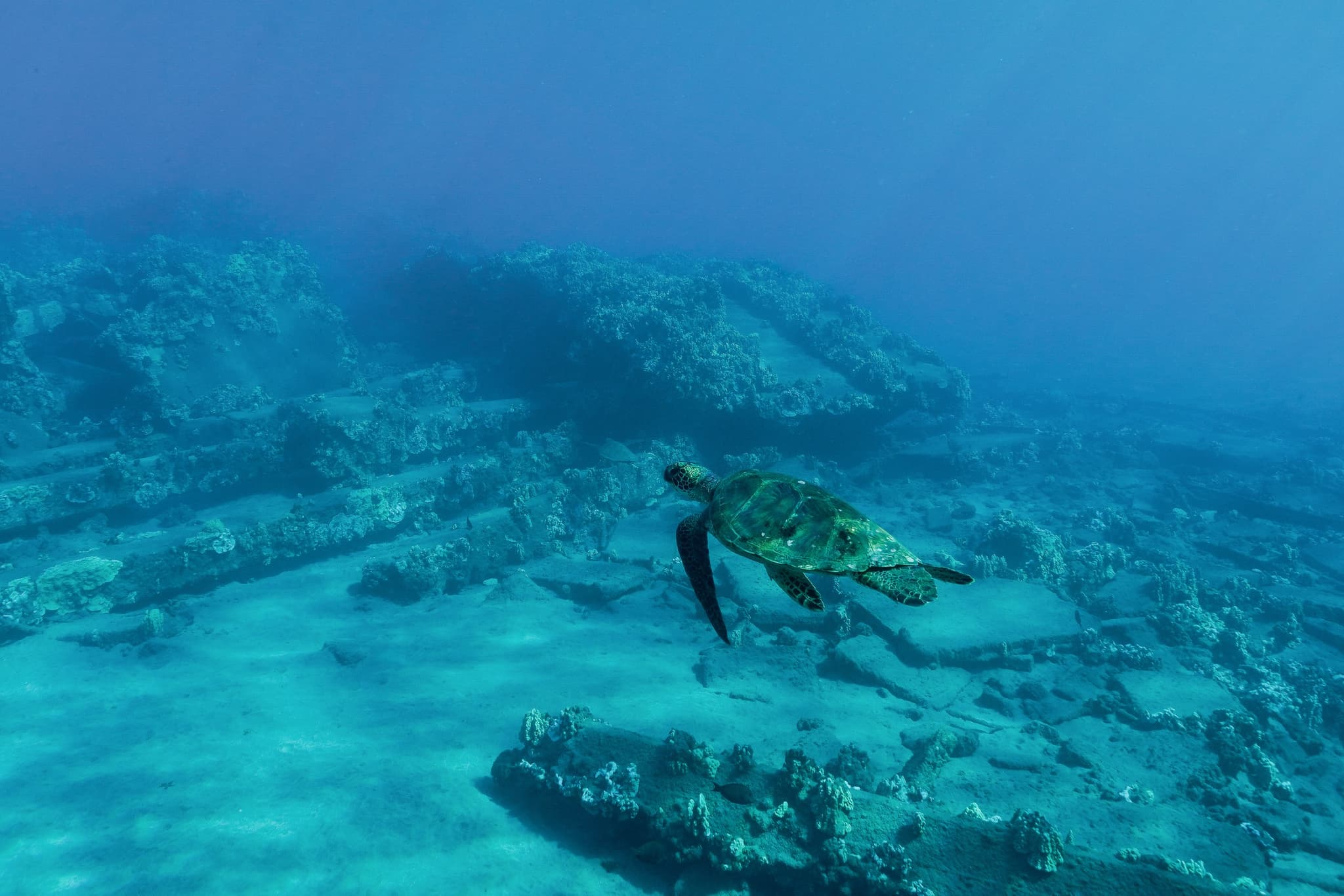 From Ma'alaea Harbor: AM Turtle Town Snorkel Aboard the Quicksilver