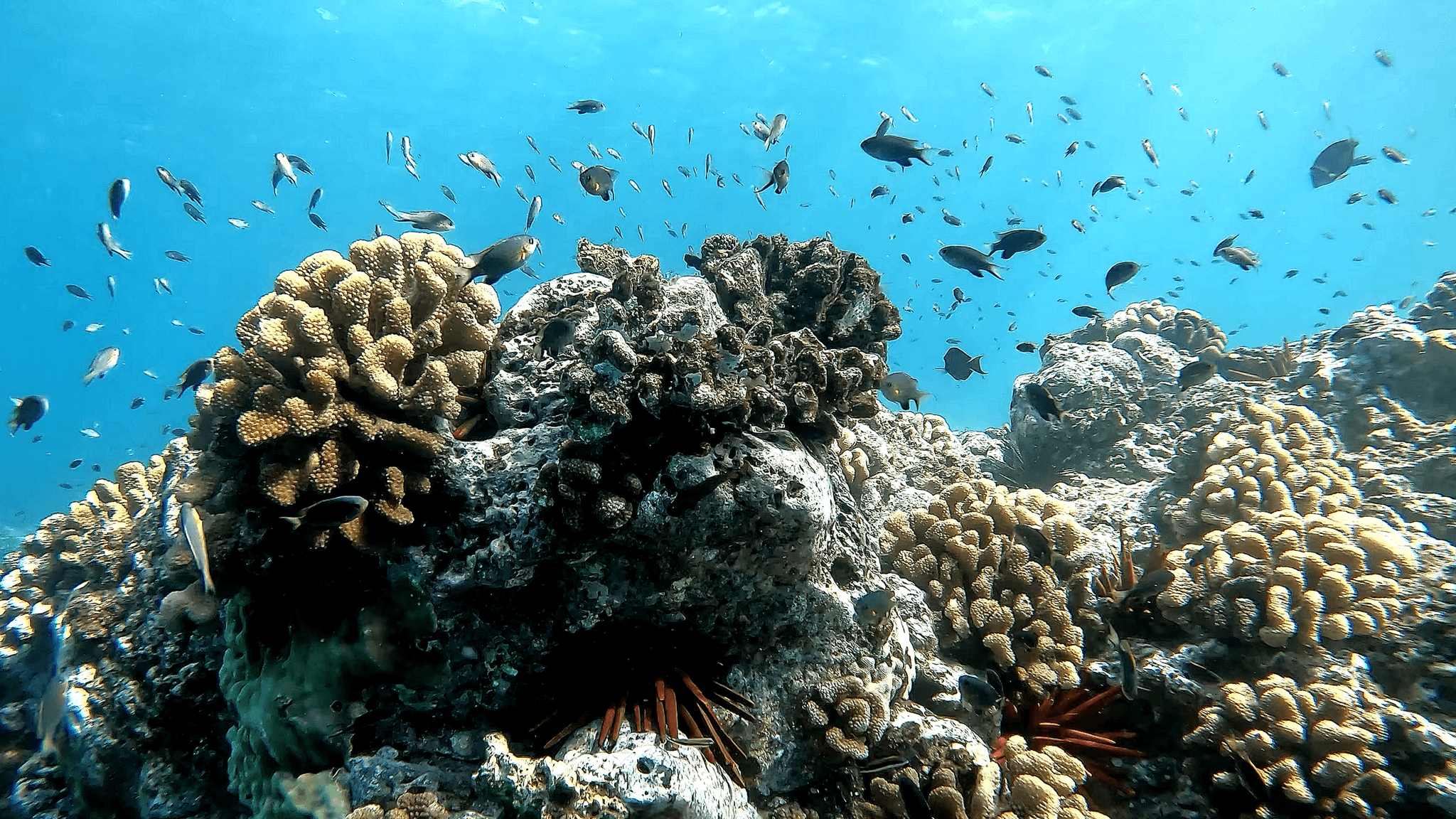 Snorkel into Sunset Sail