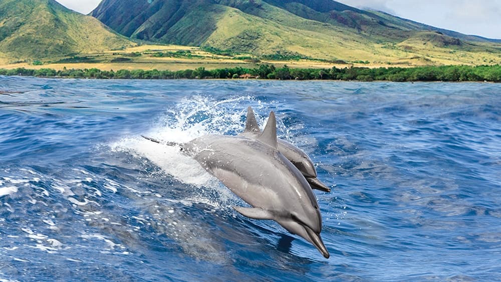 Ultimate Dolphin Watch