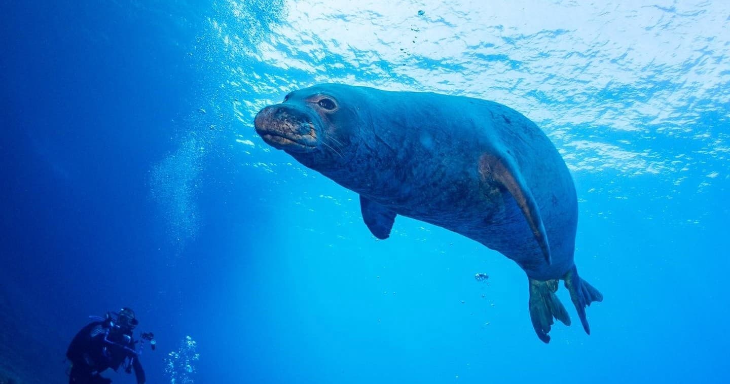 PADI Advanced Open Water Course w/eLearning