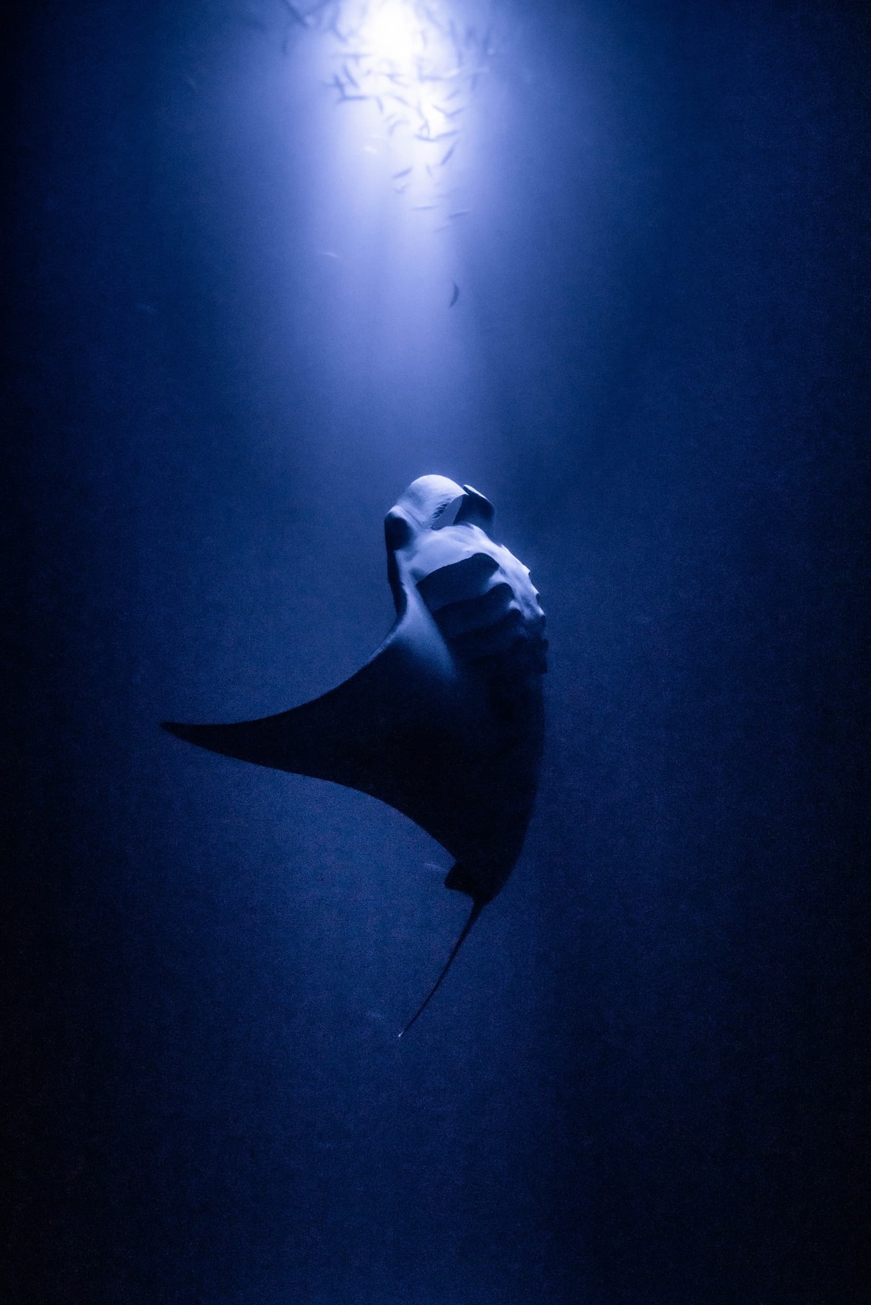 The Kona Manta Ray Night Experience: One Tank Dive or Snorkel Charter
