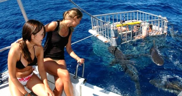 Shark Cage Diving