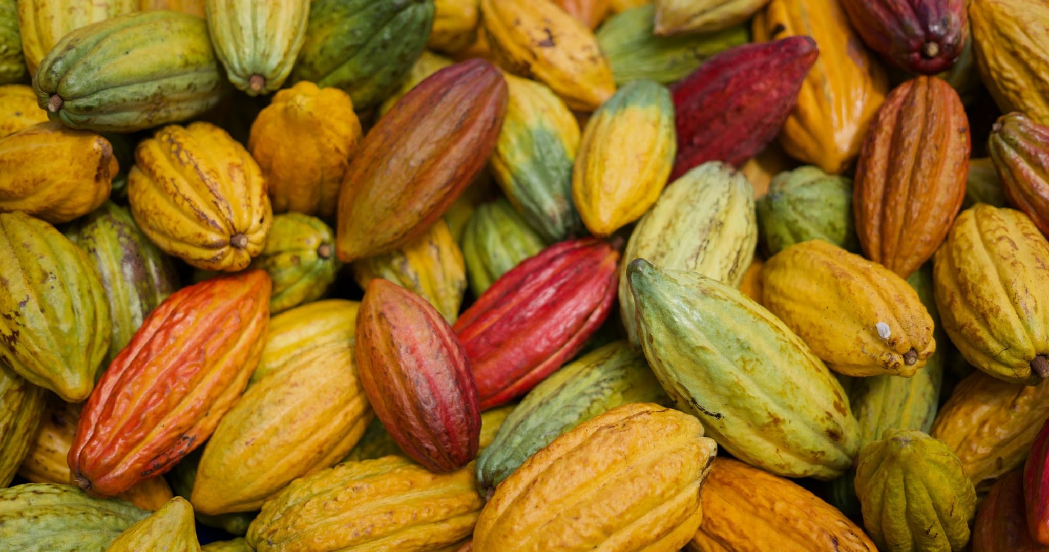 Cacao Farm and Factory Experience
