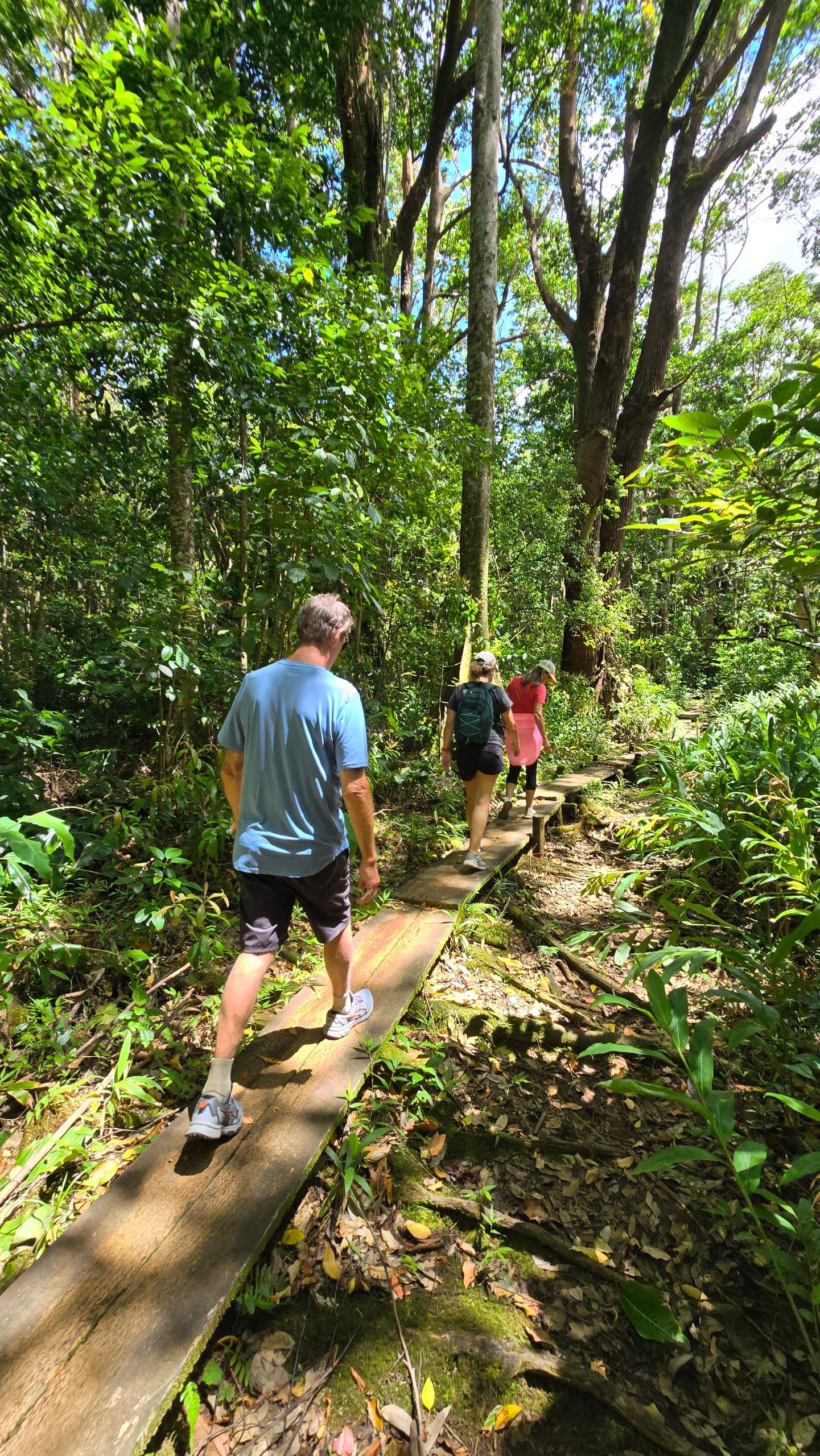 Hawaii Volcanic Rainforest Hike