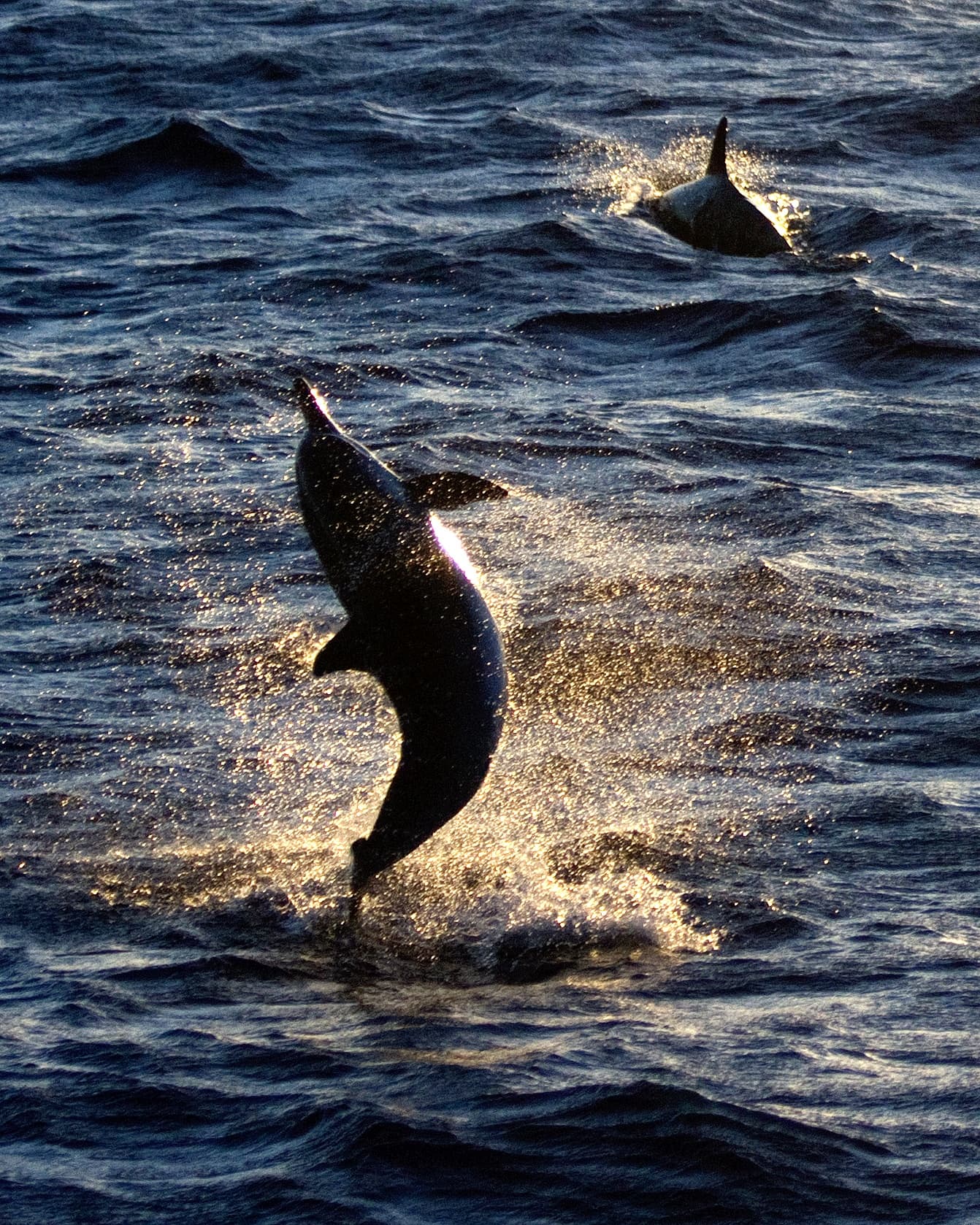 Snorkel into Sunset Sail