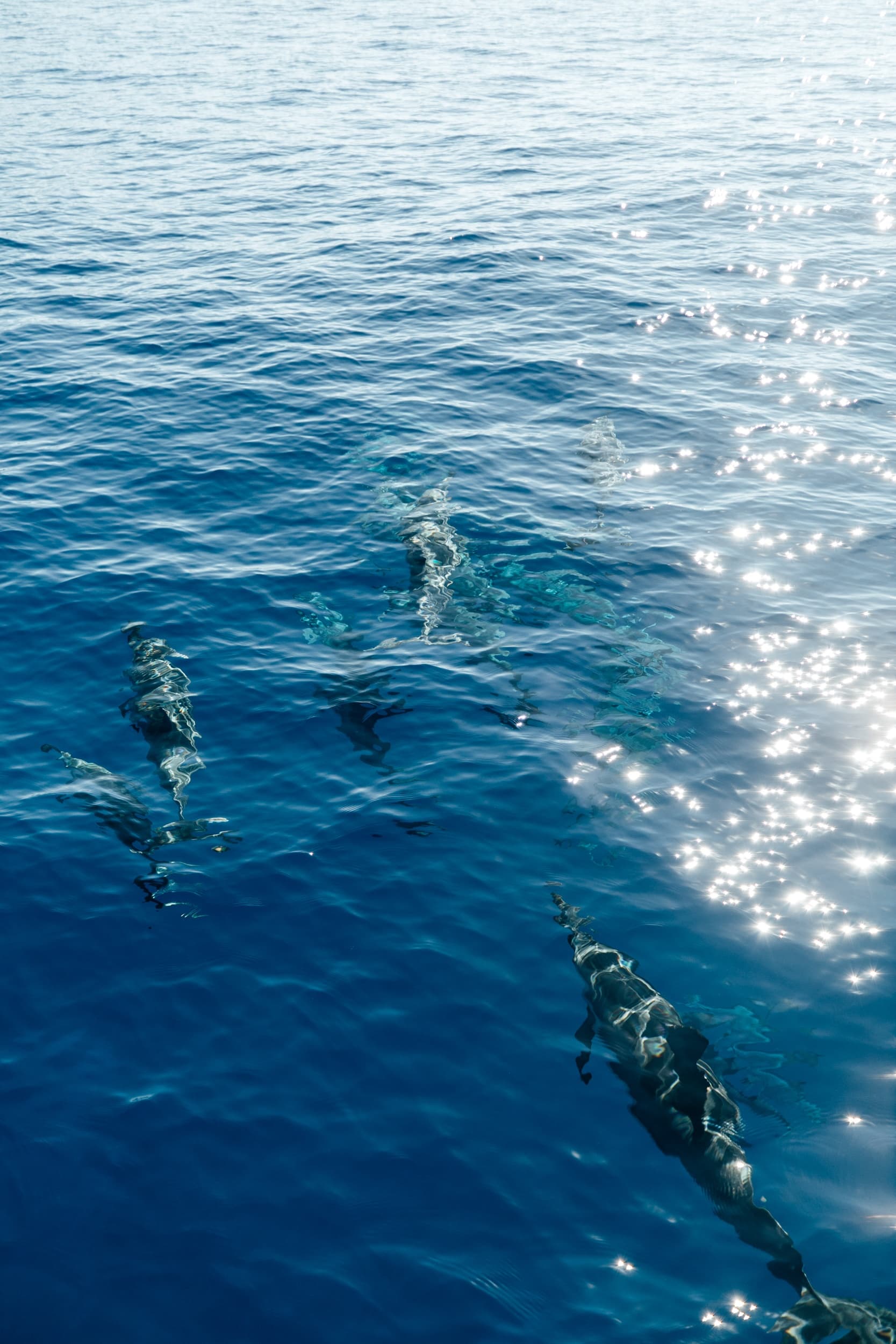 Waikiki Private Charter