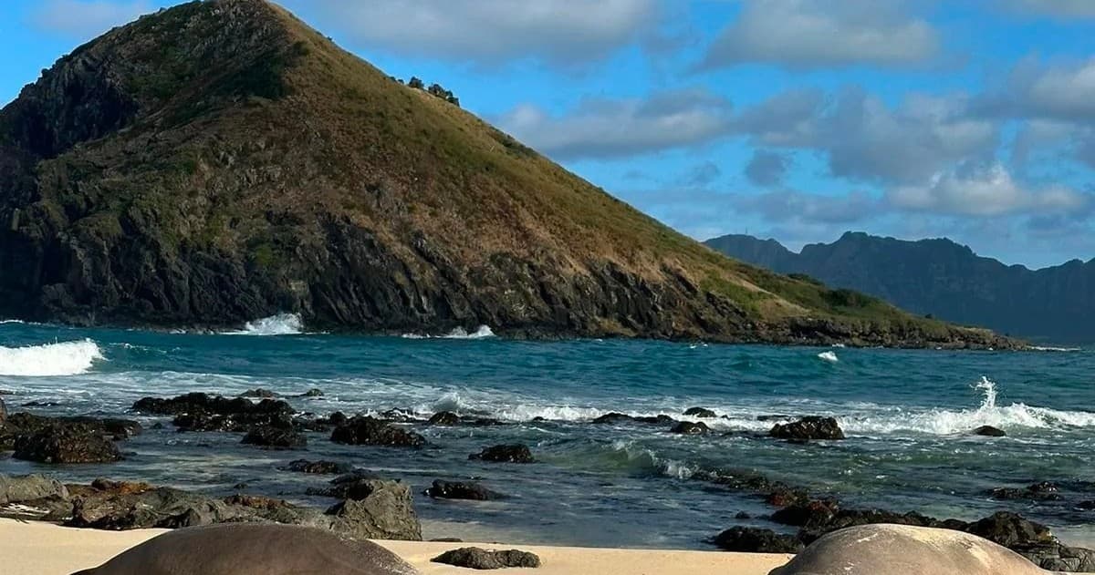 Native Wildlife Tour - Turtles, Monk Seal, Albatross