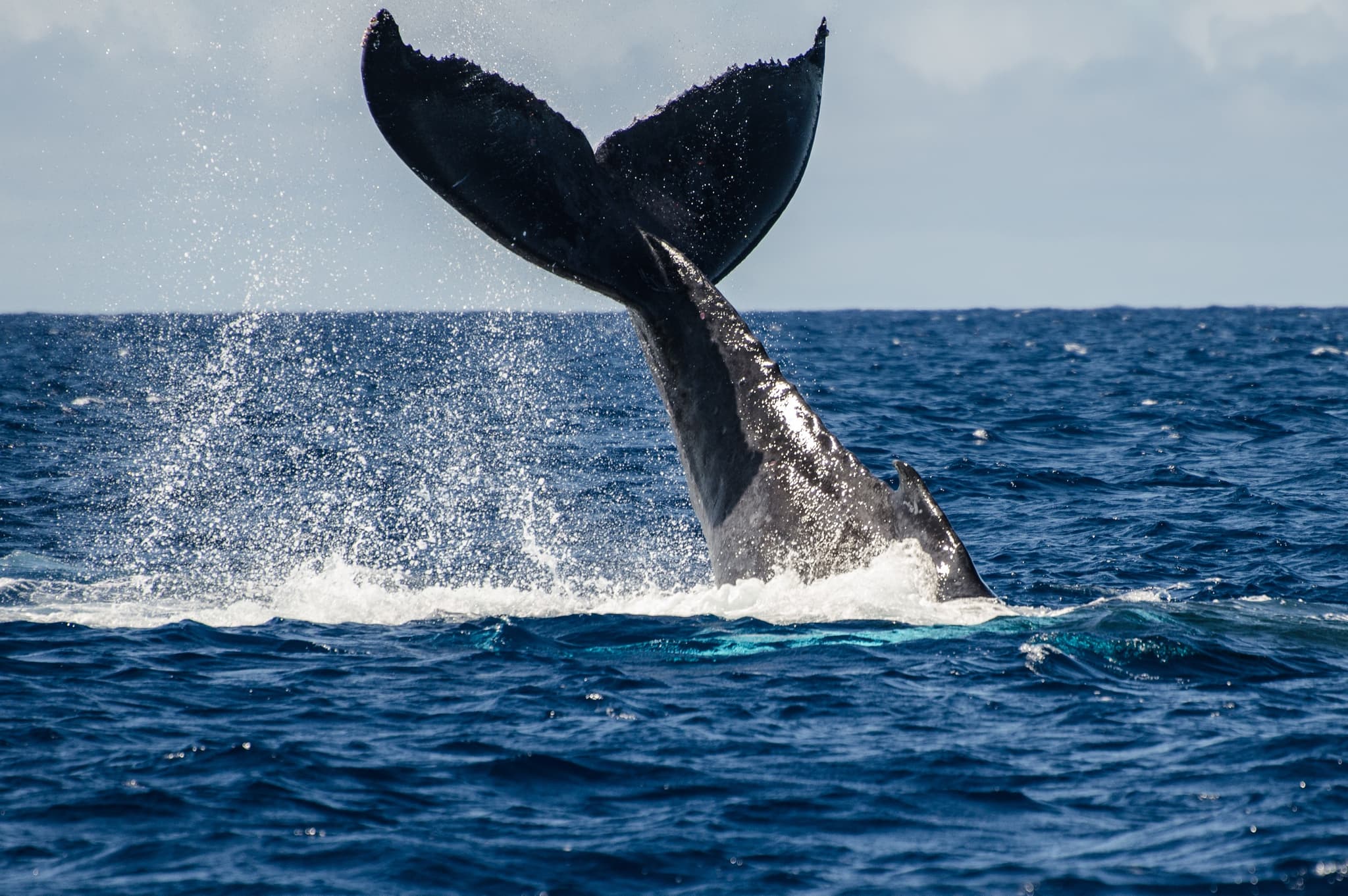 COMBO: Whale Watch & Manta Ray Night Snorkel
