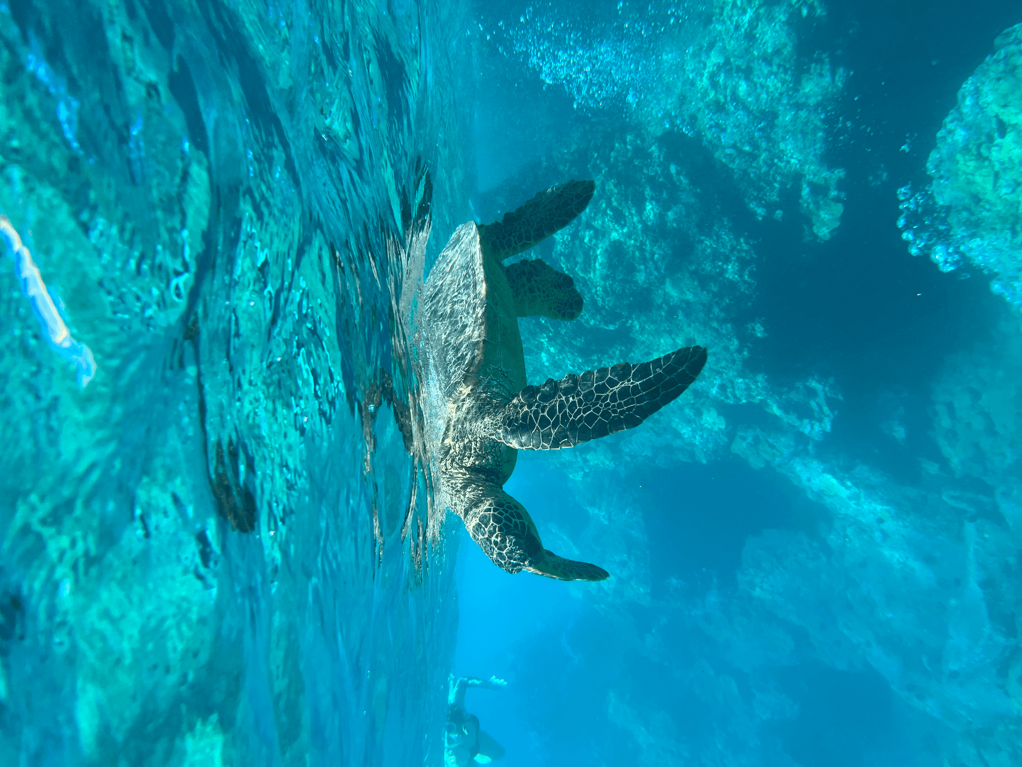 Maui Snorkel & Picnic Tour
