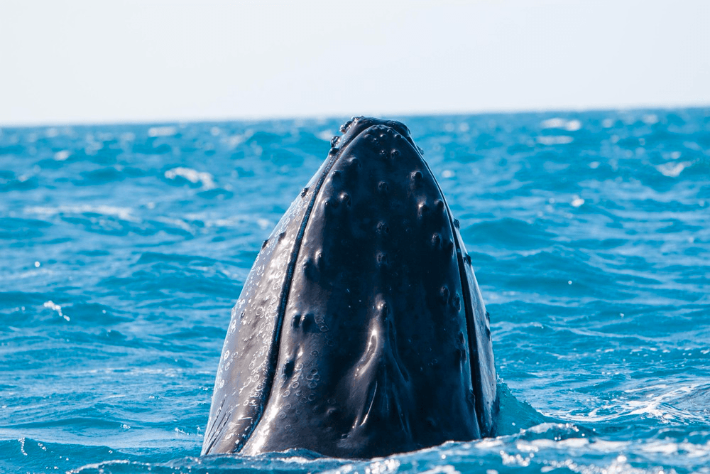 Whalewatch Deluxe • Ma'alaea