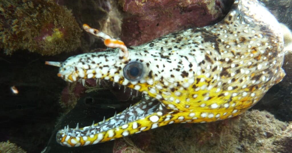 Koloa Landing Group Night Dive • 1 Tank