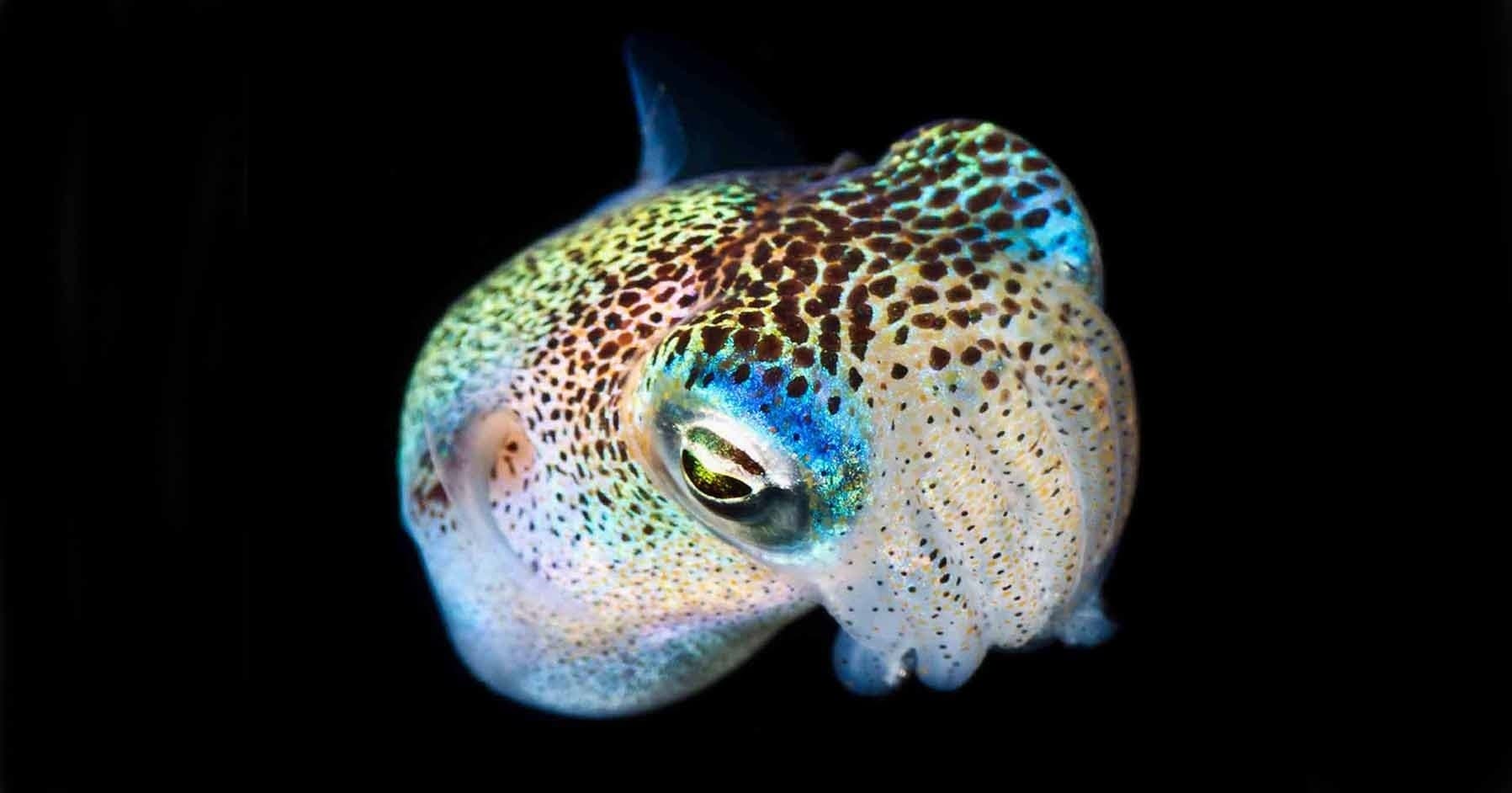 Black Water Night Dive