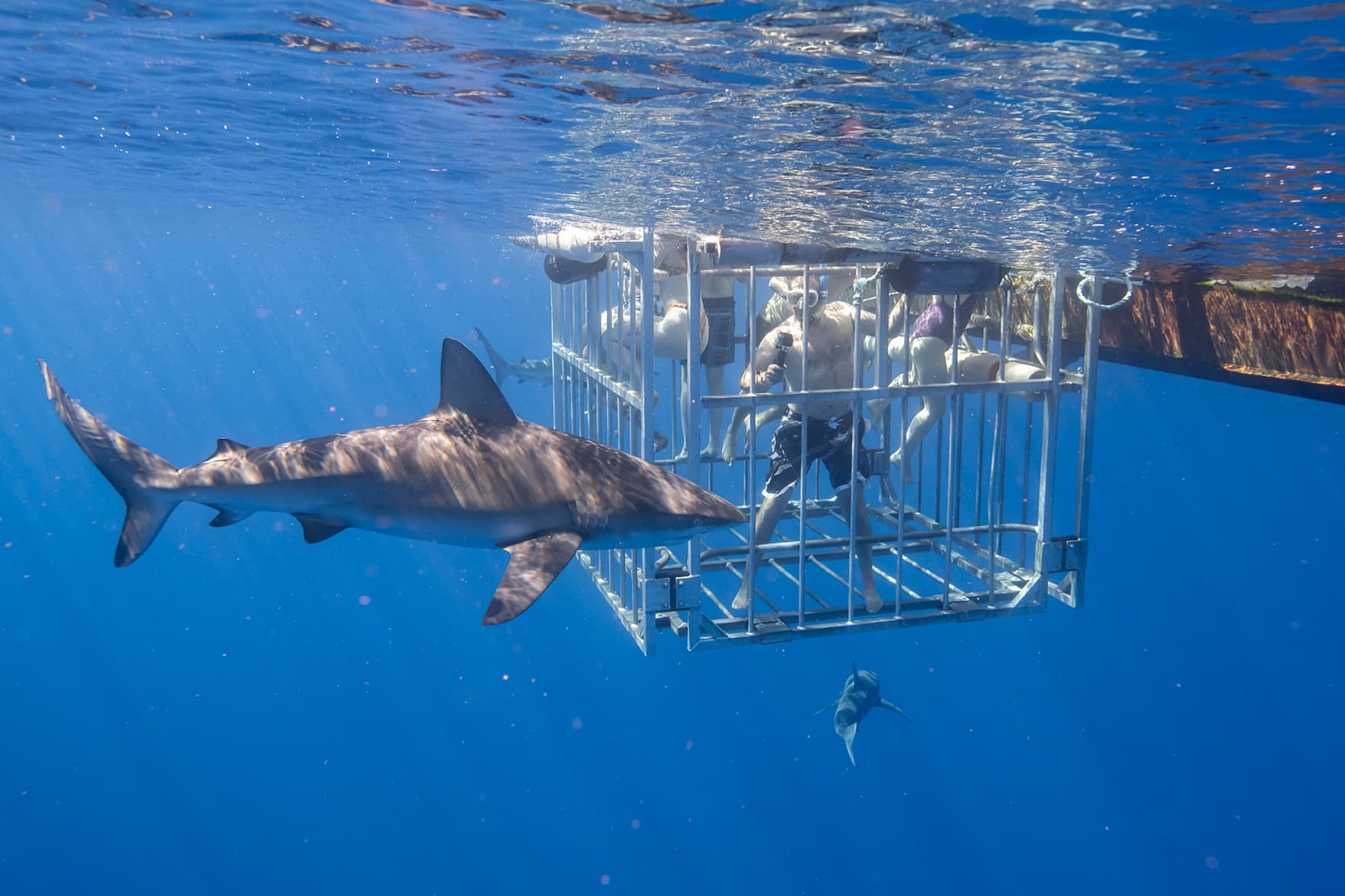Shark Cage Tour Photos