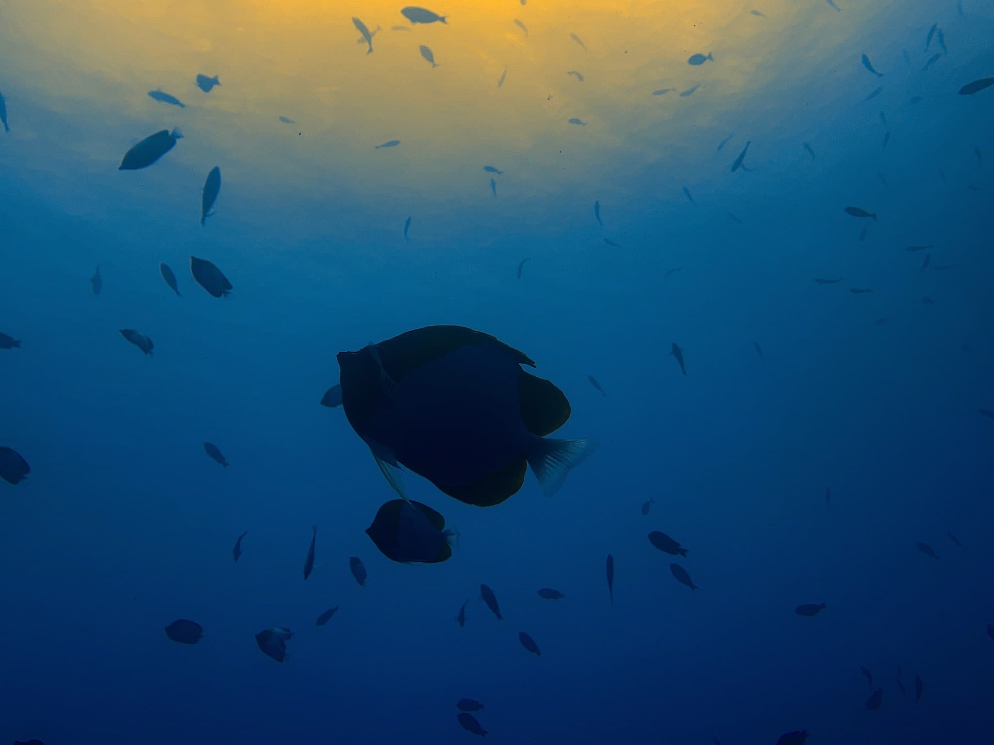 High Tide Dive First out