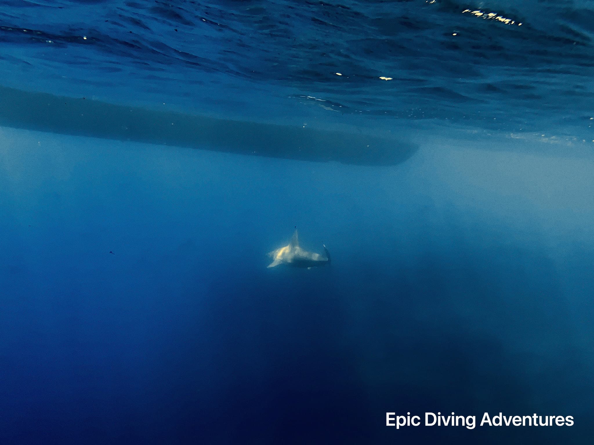 Epic Hawaiian  Honu and Sharks Dive