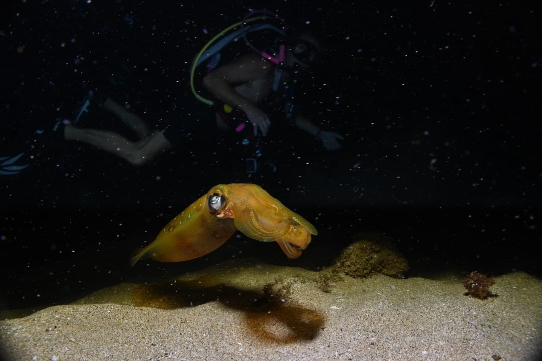 2 Divers - Private Night Dive with Barry