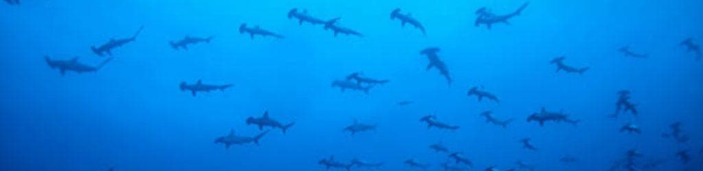 Dive Hammerhead