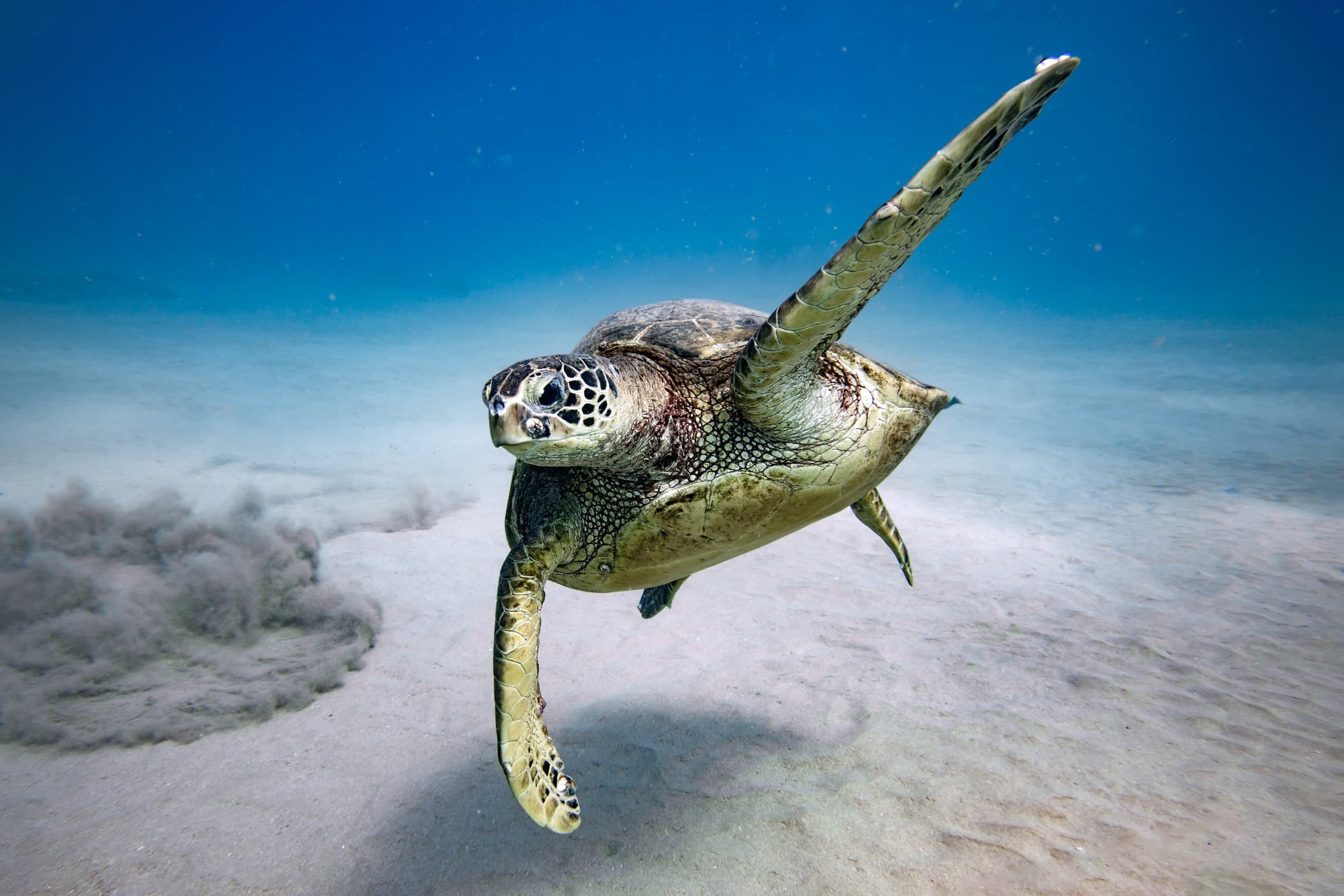 Turtle Canyon Snorkel (Semi-Private Boat Tour)