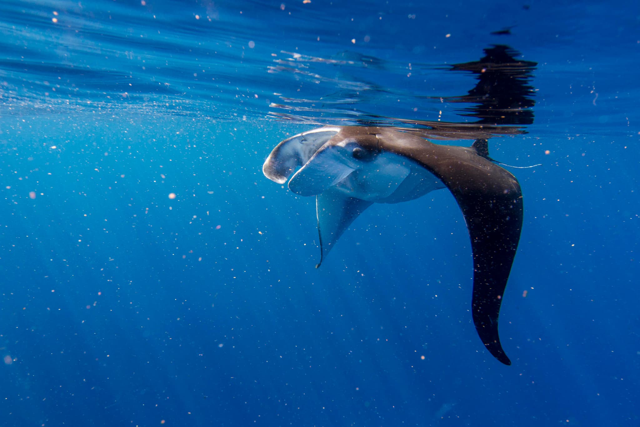 Daytime Manta Encounter and Whale Watch