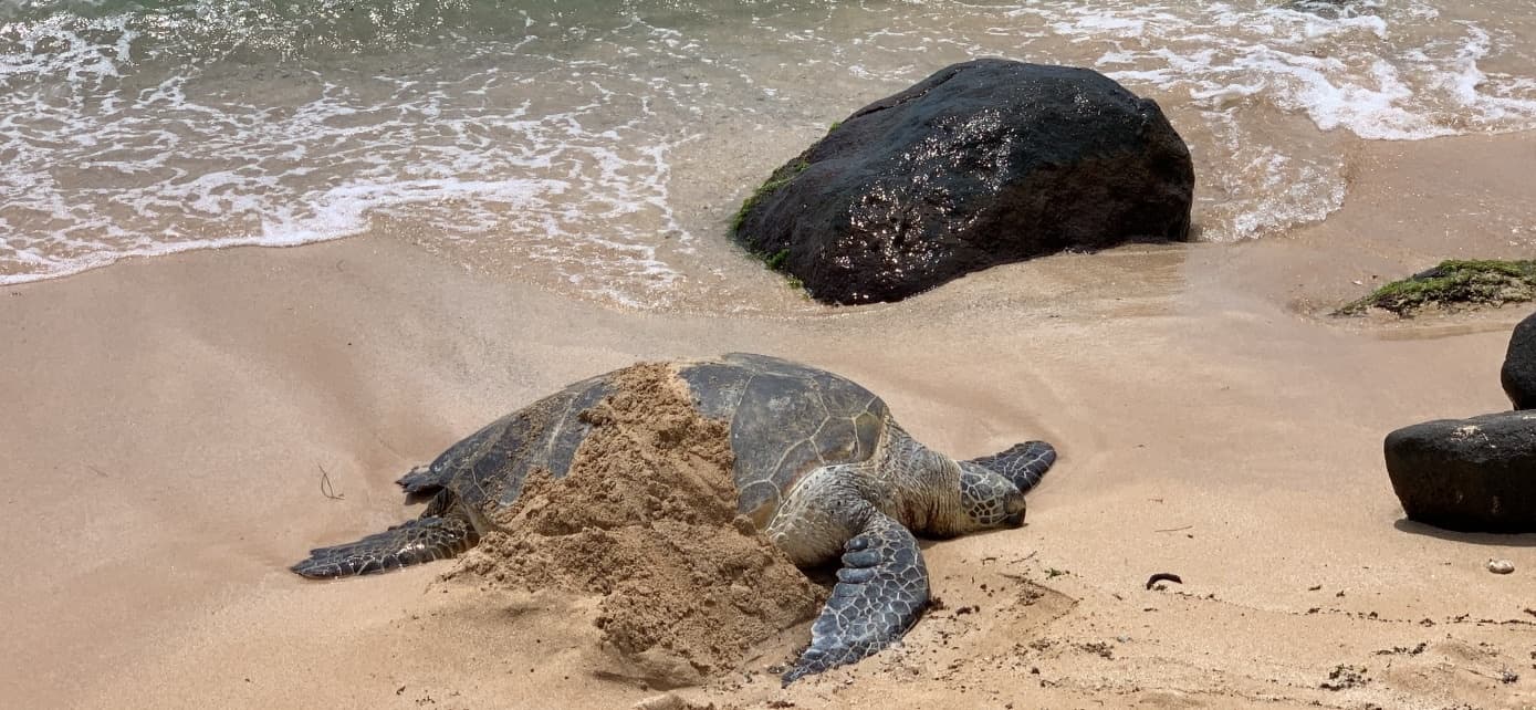 Oahu Circle Island Tour