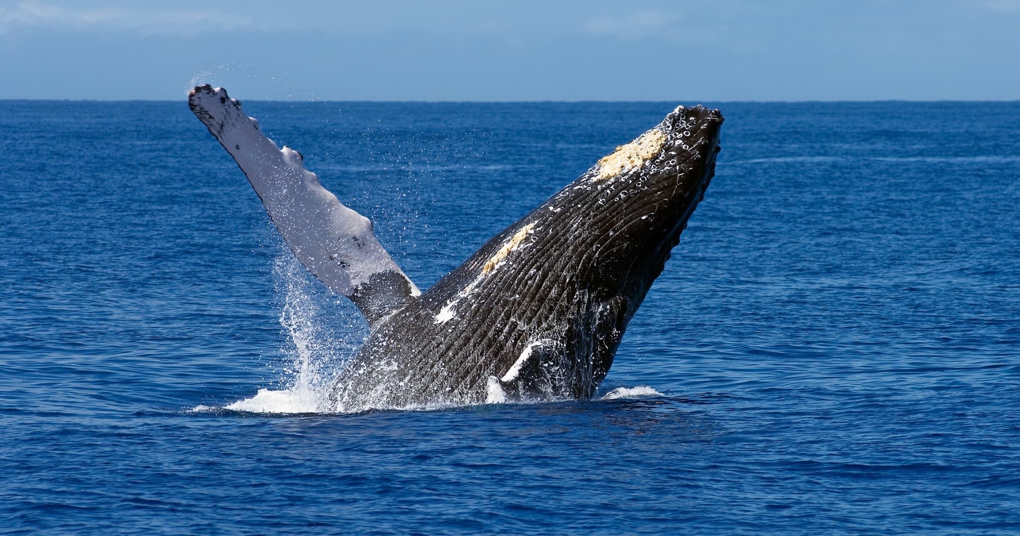 Grand Wailea Whale Watch Outrigger Tour