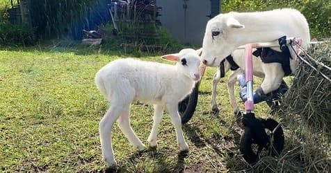 Public Sanctuary Tours