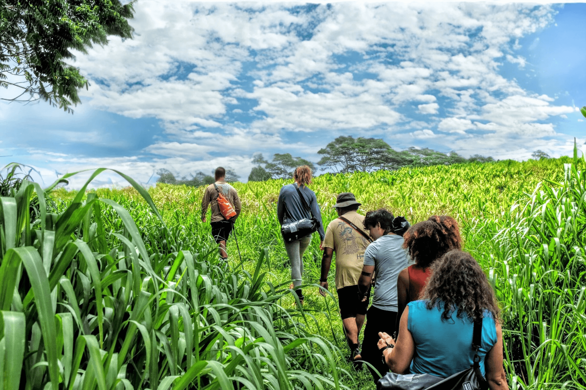 Waterfall Hiking Tour with Hilo Cruise Ship Pickup
