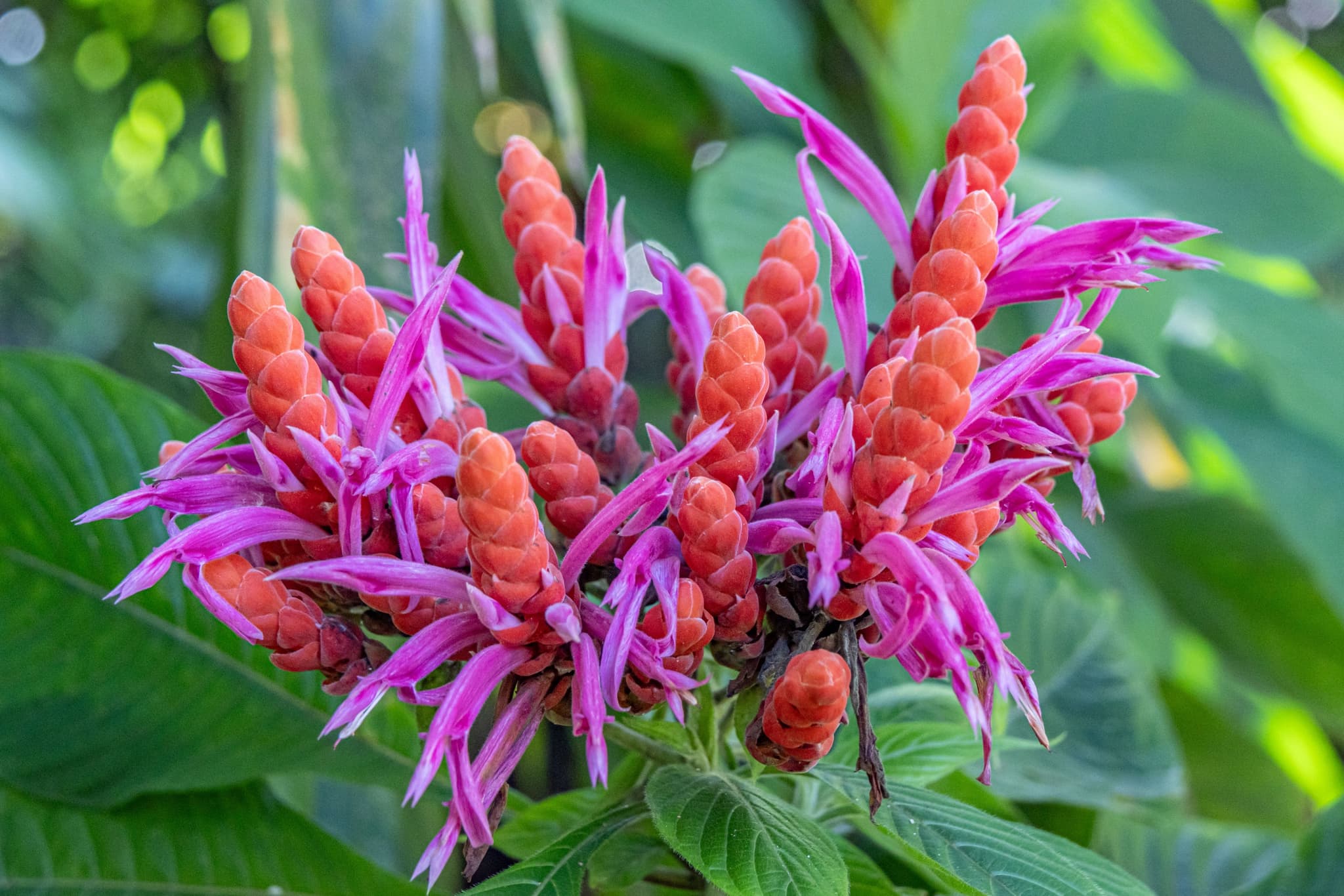 Hilo Cruise Ship Guest Special - Botanical Gardens, Waterfalls, and Farmers Market