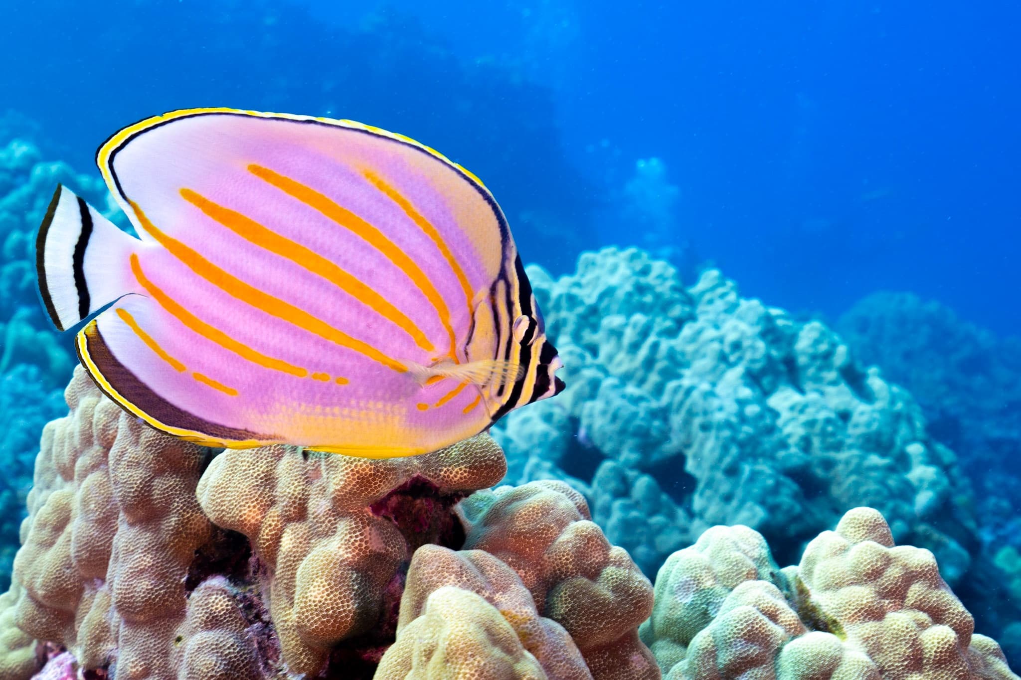 Molokini Snorkel Trip (FW)