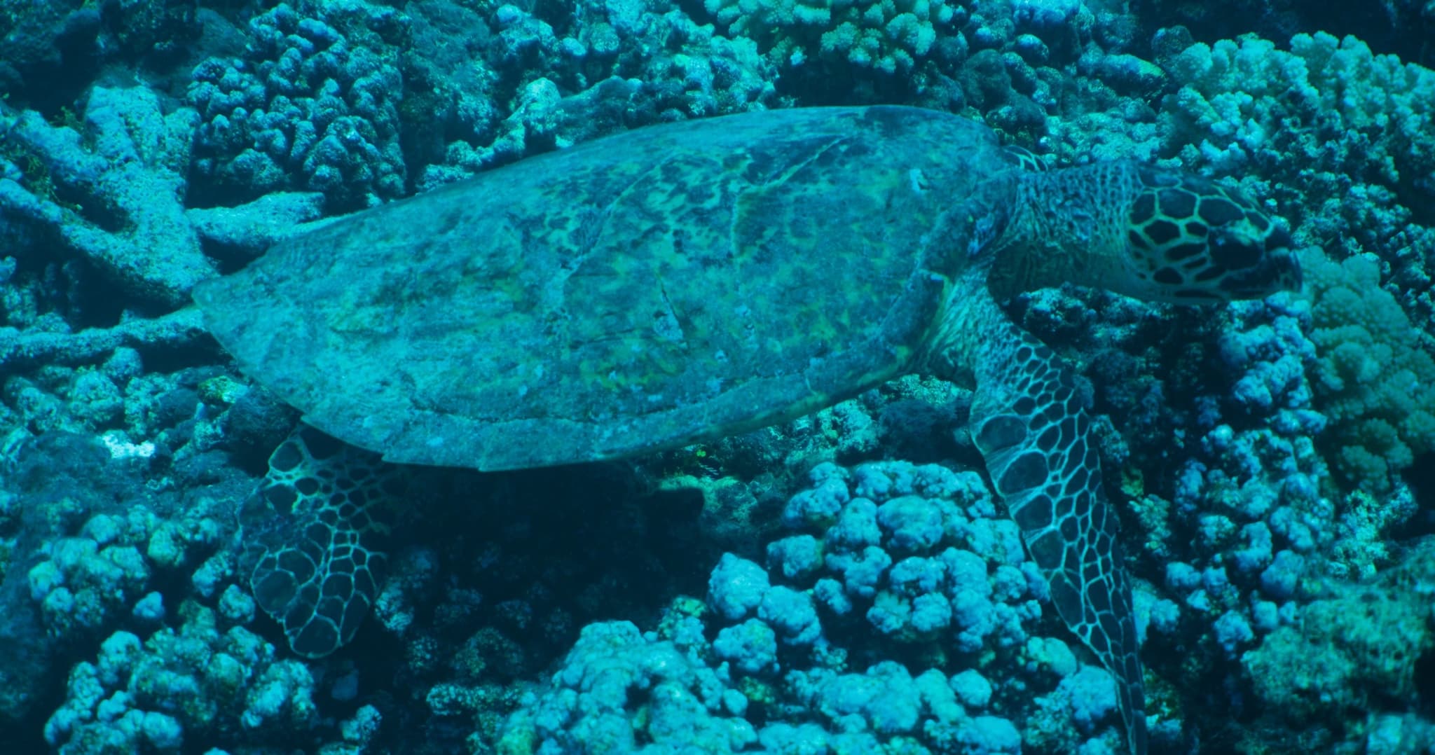 Hanauma Bay Snorkeling Tours / Lessons