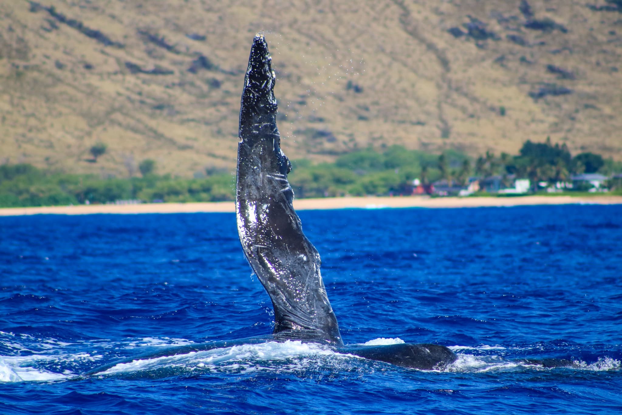 Whale Watch - Open to book Jan 1st - March 31st
